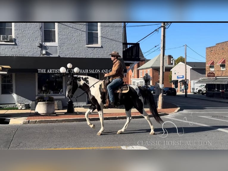 Da Sella Maculato Castrone 7 Anni 163 cm Tobiano-tutti i colori in Hagerstown, MD