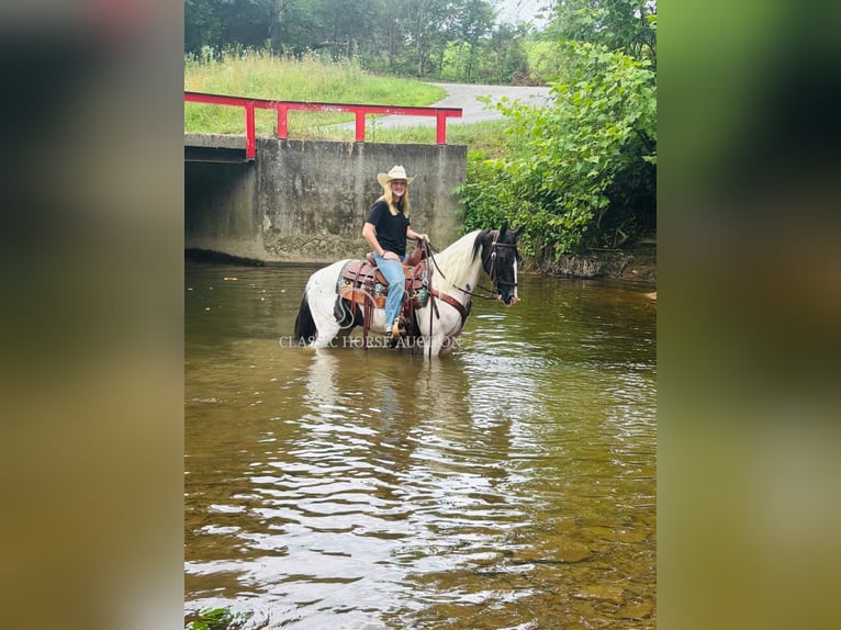 Da Sella Maculato Castrone 8 Anni 142 cm Tobiano-tutti i colori in Columbia