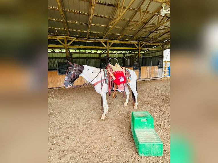 Da Sella Maculato Castrone 8 Anni 142 cm Tobiano-tutti i colori in Columbia