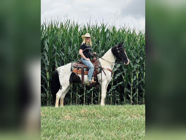 Da Sella Maculato Castrone 8 Anni 142 cm Tobiano-tutti i colori in Columbia