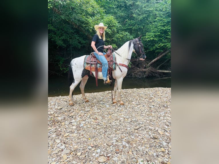 Da Sella Maculato Castrone 8 Anni 142 cm Tobiano-tutti i colori in Columbia