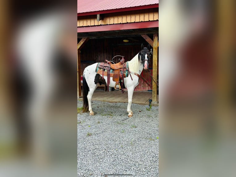 Da Sella Maculato Castrone 8 Anni 142 cm Tobiano-tutti i colori in Columbia