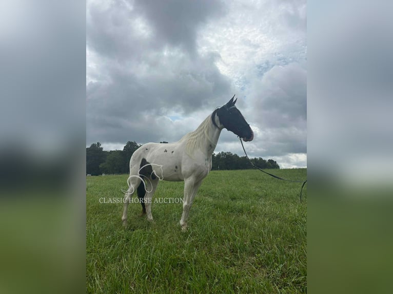 Da Sella Maculato Castrone 8 Anni 142 cm Tobiano-tutti i colori in Columbia