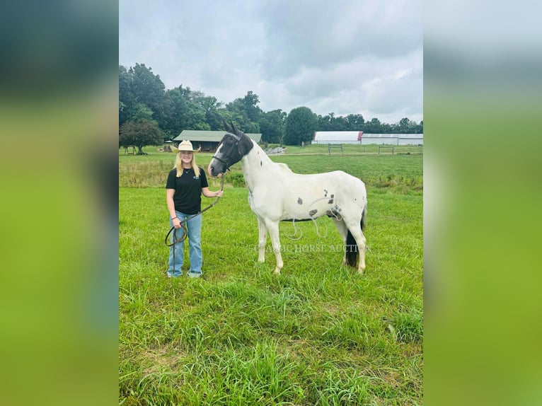 Da Sella Maculato Castrone 8 Anni 142 cm Tobiano-tutti i colori in Columbia