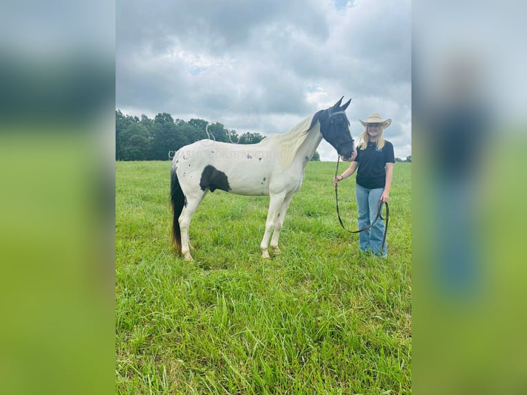 Da Sella Maculato Castrone 8 Anni 142 cm Tobiano-tutti i colori in Columbia