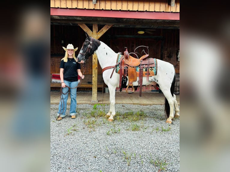 Da Sella Maculato Castrone 8 Anni 142 cm Tobiano-tutti i colori in Columbia