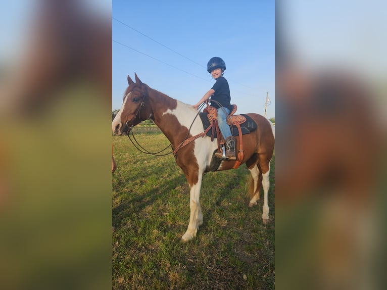 Da Sella Maculato Mix Castrone 8 Anni 152 cm Pezzato in Marion
