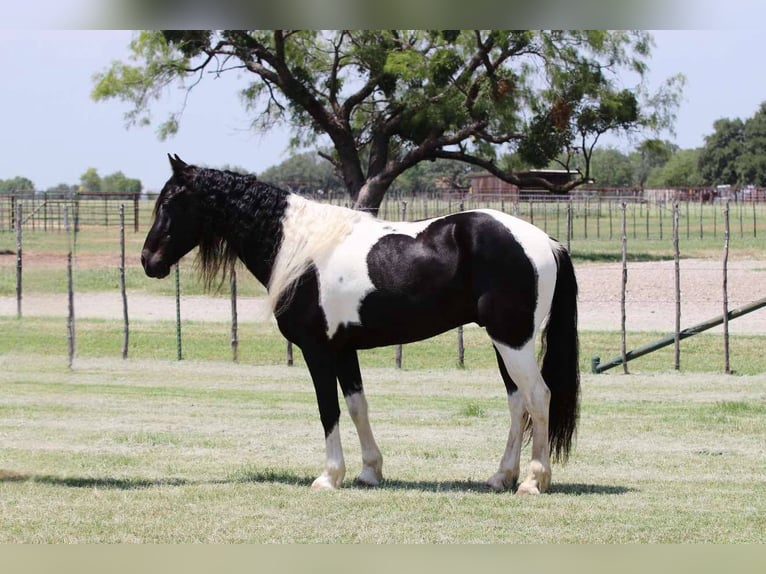 Da Sella Maculato Castrone 8 Anni 152 cm Tobiano-tutti i colori in Lipan Tx