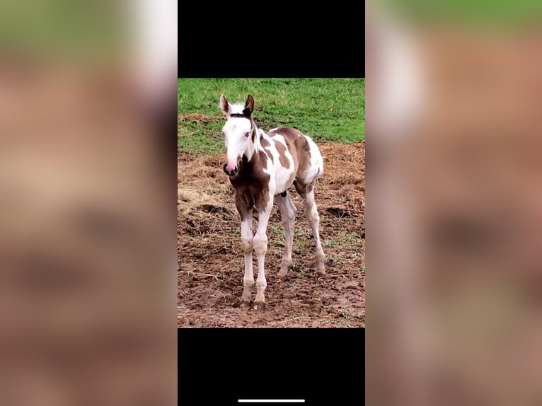 Da Sella Maculato Castrone 8 Anni 163 cm Tobiano-tutti i colori in Lewisburg, TN