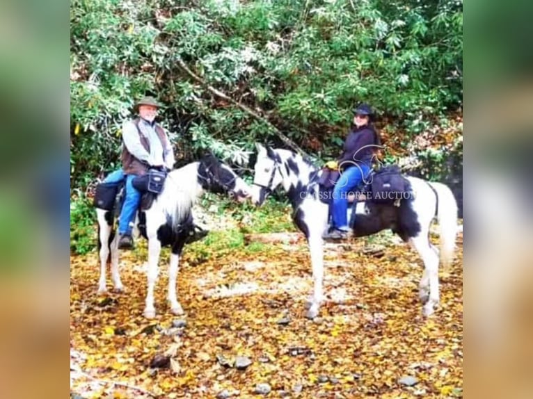 Da Sella Maculato Castrone 8 Anni 163 cm Tobiano-tutti i colori in Lewisburg, TN