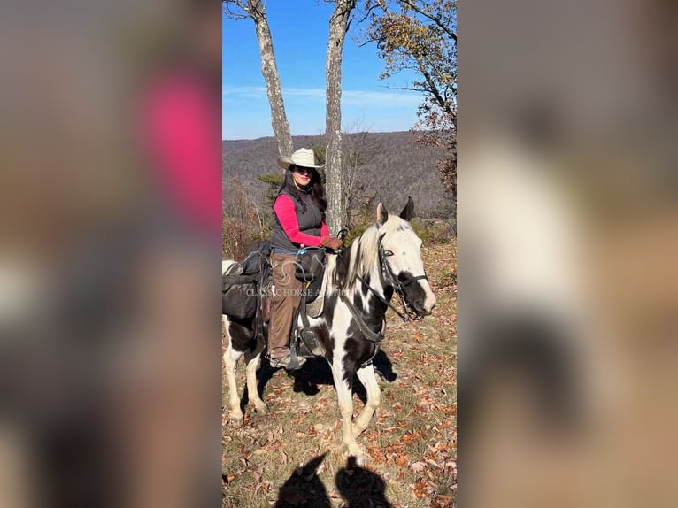 Da Sella Maculato Castrone 8 Anni 163 cm Tobiano-tutti i colori in Lewisburg, TN