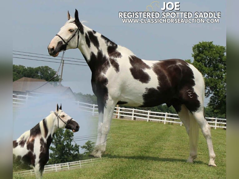 Da Sella Maculato Castrone 8 Anni 163 cm Tobiano-tutti i colori in Lewisburg, TN