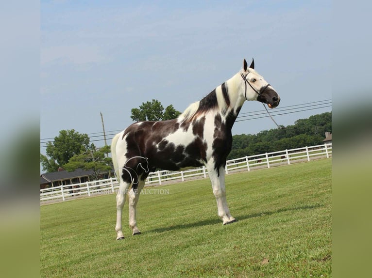 Da Sella Maculato Castrone 8 Anni 163 cm Tobiano-tutti i colori in Lewisburg, TN
