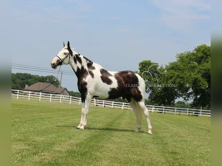 Da Sella Maculato Castrone 8 Anni 163 cm Tobiano-tutti i colori in Lewisburg, TN