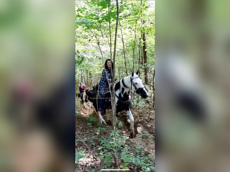 Da Sella Maculato Castrone 8 Anni 163 cm Tobiano-tutti i colori in Lewisburg, TN