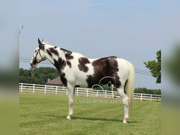 Da Sella Maculato Castrone 8 Anni 163 cm Tobiano-tutti i colori in Lewisburg, TN