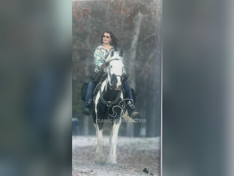 Da Sella Maculato Castrone 8 Anni 163 cm Tobiano-tutti i colori in Lewisburg, TN