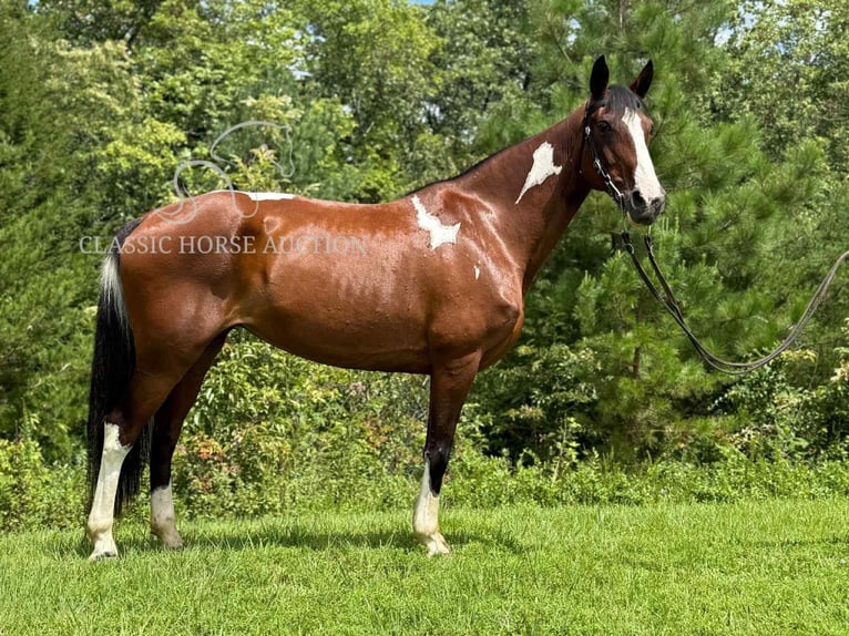Da Sella Maculato Castrone 9 Anni 152 cm Baio ciliegia in Whitley City, TN