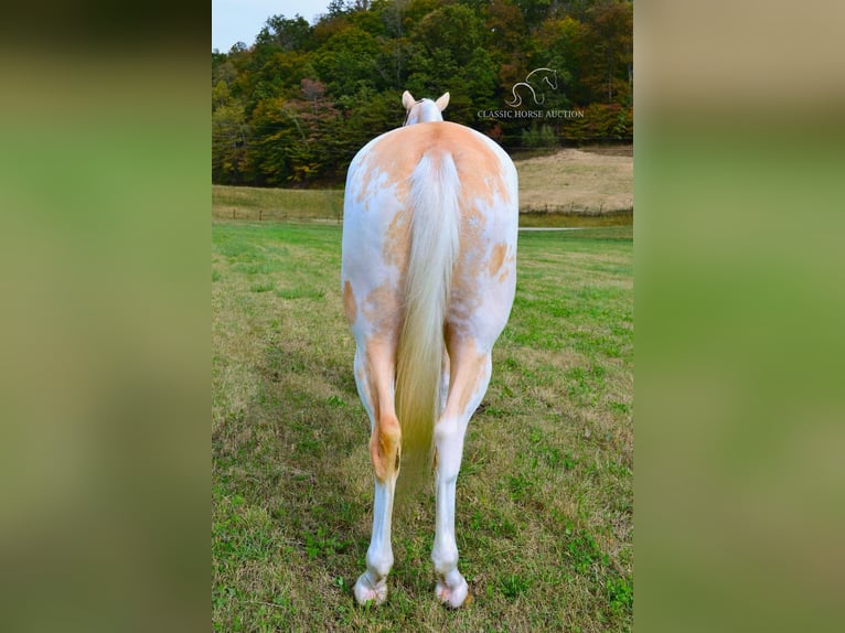 Da Sella Maculato Castrone 9 Anni 152 cm Palomino in Salyersville, KY