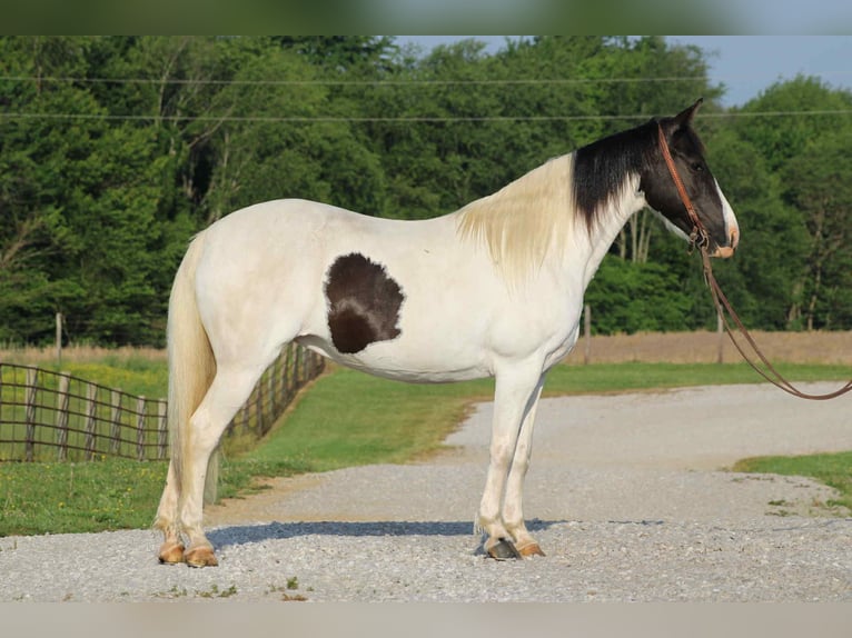 Da Sella Maculato Giumenta 14 Anni 150 cm Tobiano-tutti i colori in Sonora, KY