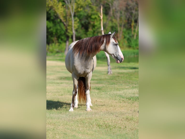 Da Sella Maculato Giumenta 14 Anni Pelle di daino in Terrell