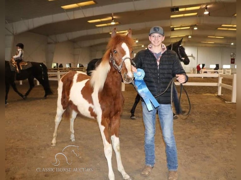 Da Sella Maculato Giumenta 4 Anni 152 cm Sauro ciliegia in Frankewing, TN