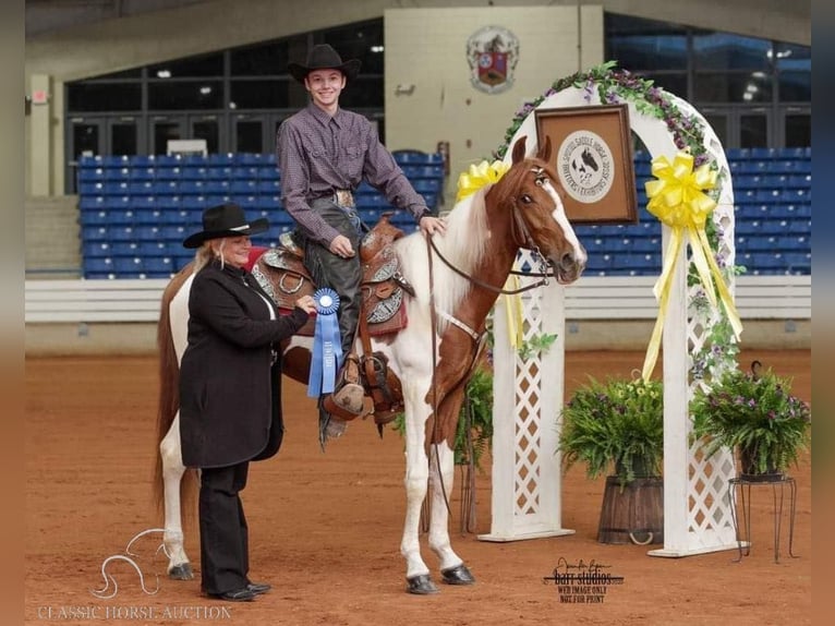 Da Sella Maculato Giumenta 4 Anni 152 cm Sauro ciliegia in Frankewing, TN