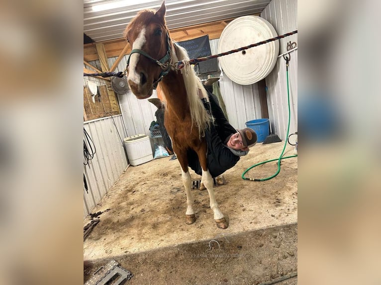 Da Sella Maculato Giumenta 4 Anni 152 cm Sauro ciliegia in Frankewing, TN