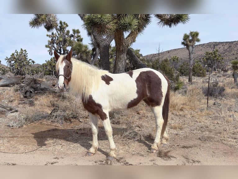 Da Sella Maculato Giumenta 9 Anni 163 cm Tobiano-tutti i colori in Pioneertown CA