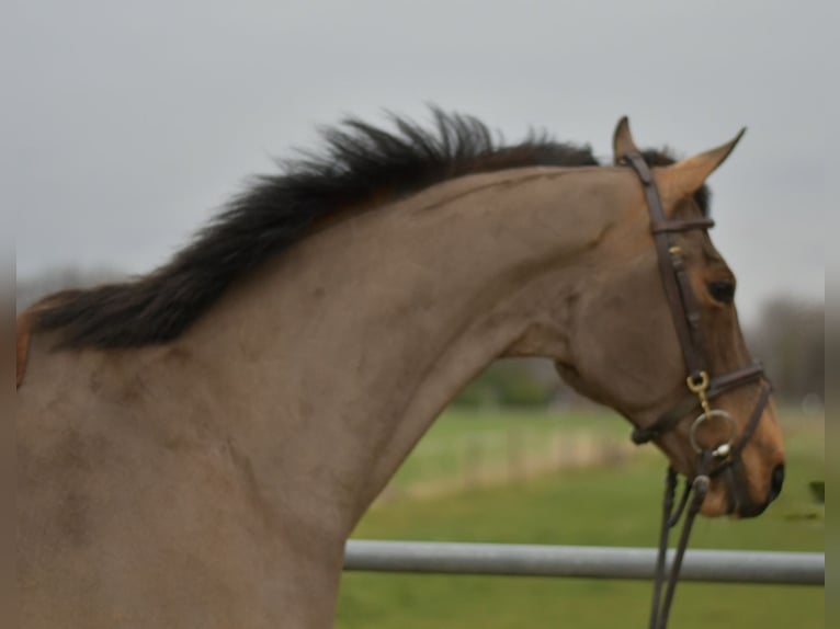 Dänisches Warmblut Hengst 11 Jahre 175 cm Brauner in Geilenkirchen