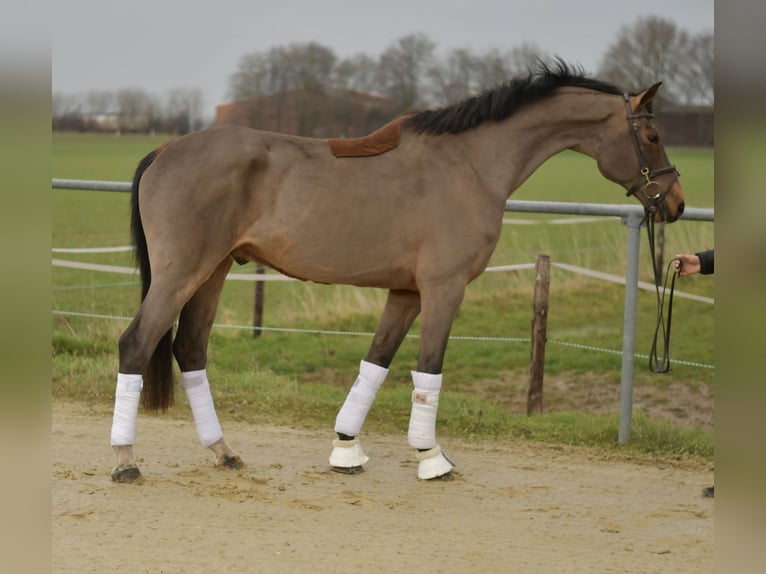 Dänisches Warmblut Hengst 11 Jahre 175 cm Brauner in Geilenkirchen