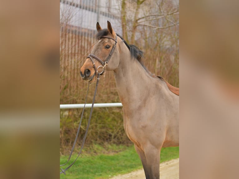 Dänisches Warmblut Hengst 11 Jahre 175 cm Brauner in Geilenkirchen