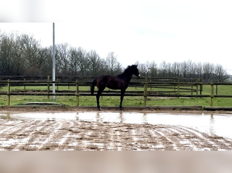 Dänisches Warmblut Hengst 1 Jahr 170 cm Brauner in Aabenraa