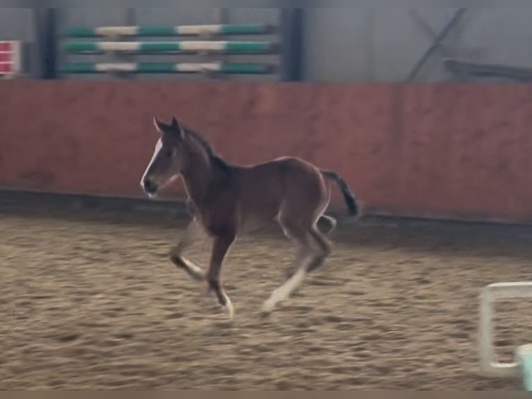 Dänisches Warmblut Hengst 1 Jahr 170 cm Brauner in Græsted