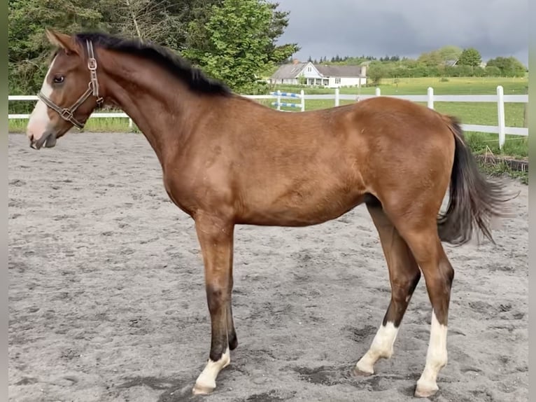 Dänisches Warmblut Hengst 1 Jahr 170 cm Rotbrauner in Jystrup Midtsj