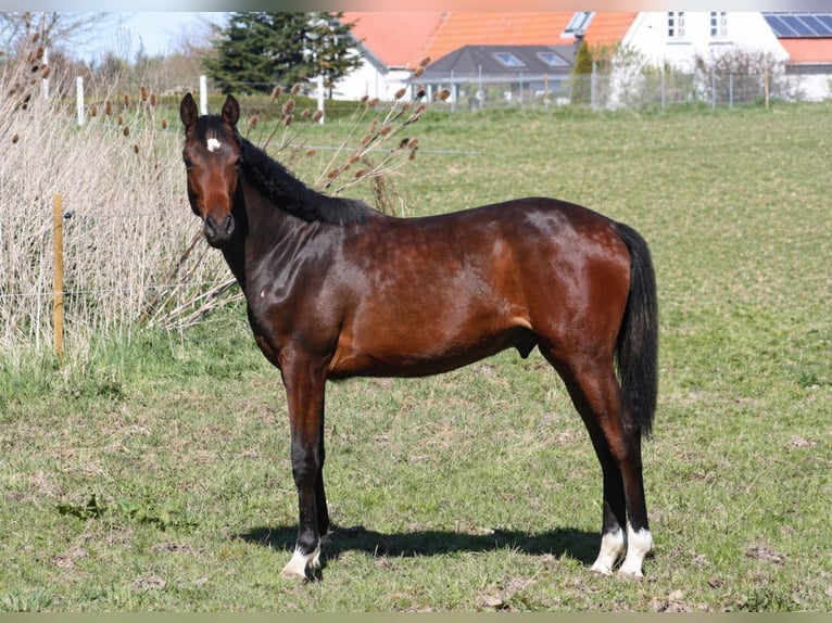 Dänisches Warmblut Hengst 1 Jahr 172 cm Brauner in Sydals