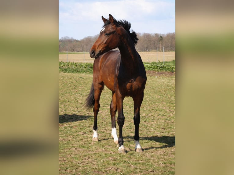 Dänisches Warmblut Hengst 1 Jahr 172 cm Brauner in Sydals