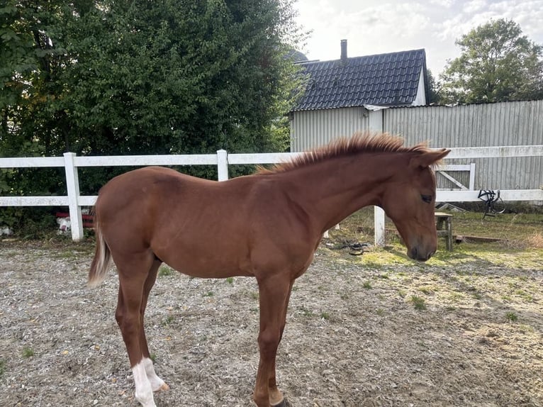 Dänisches Warmblut Hengst 1 Jahr 172 cm Fuchs in Aabenraa