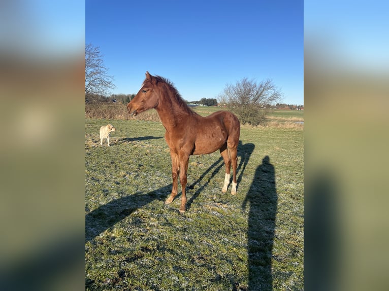 Dänisches Warmblut Hengst 1 Jahr 172 cm Fuchs in Aabenraa