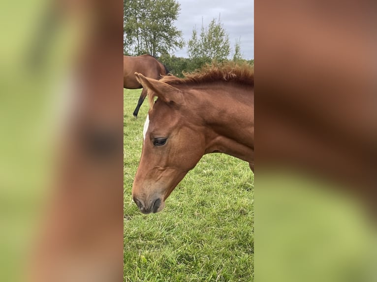 Dänisches Warmblut Hengst 1 Jahr 172 cm Fuchs in Aabenraa