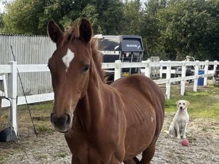 Dänisches Warmblut Hengst 1 Jahr 172 cm Fuchs in Aabenraa