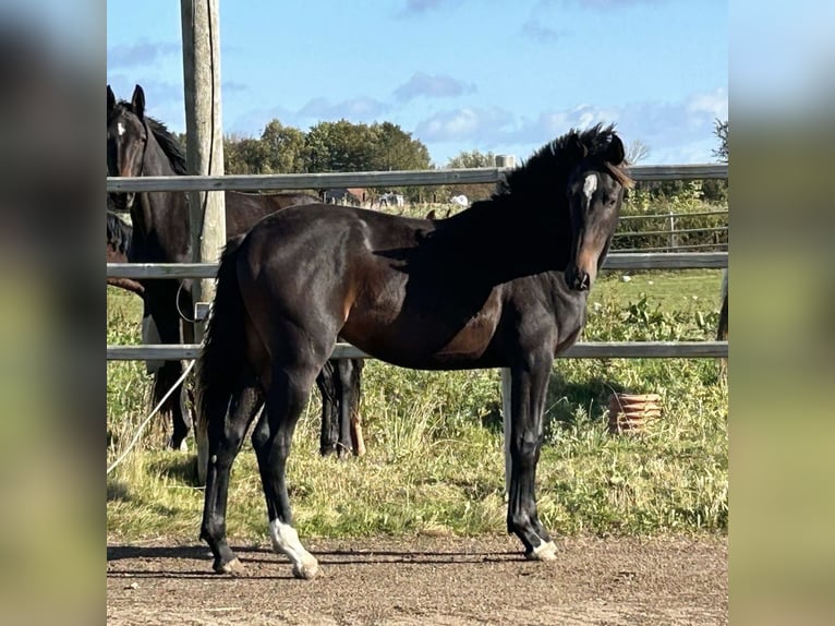 Dänisches Warmblut Hengst 1 Jahr 174 cm in Assens