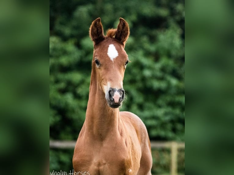 Dänisches Warmblut Hengst 1 Jahr 175 cm Dunkelfuchs in Vesthimmerland