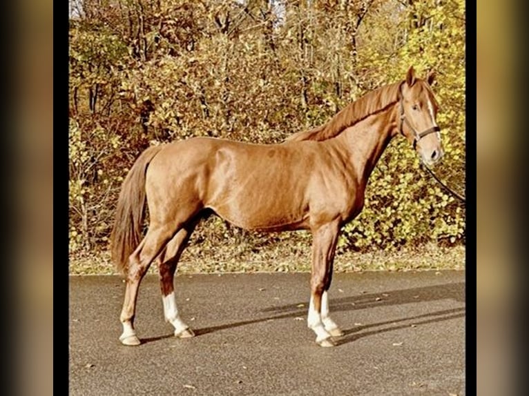 Dänisches Warmblut Hengst 2 Jahre 169 cm Dunkelfuchs in Randbol