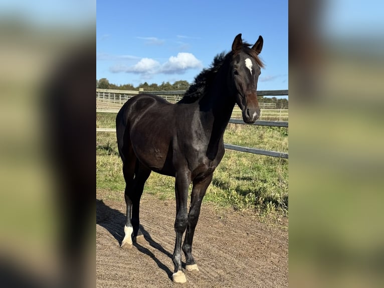 Dänisches Warmblut Hengst 2 Jahre 174 cm in Assens