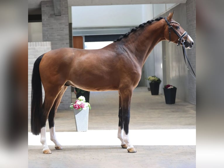 Dänisches Warmblut Hengst 3 Jahre 168 cm Rotbrauner in Asperup