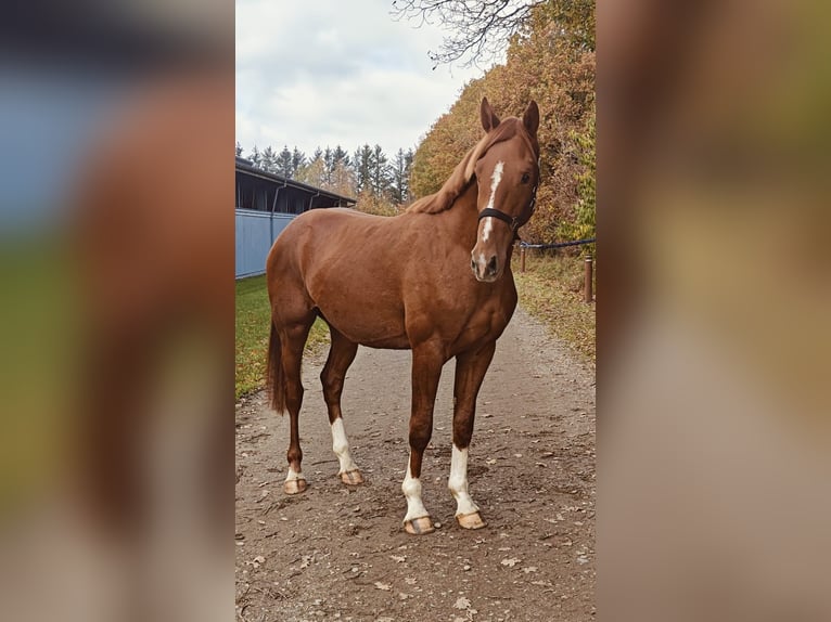 Dänisches Warmblut Hengst 3 Jahre 169 cm Dunkelfuchs in Randbol