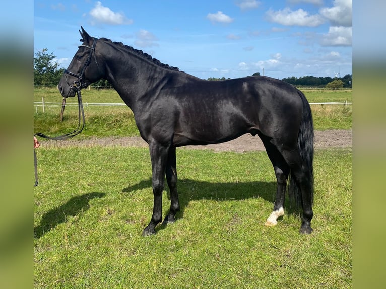 Dänisches Warmblut Hengst 4 Jahre 166 cm Rappe in Süderlügum