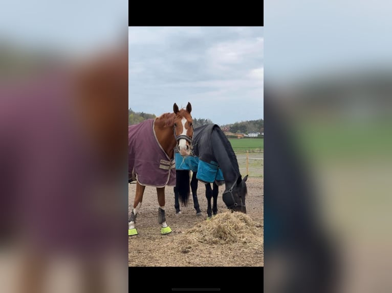 Dänisches Warmblut Hengst 5 Jahre 183 cm in Tønsberg