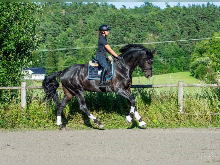 Dänisches Warmblut Hengst 5 Jahre 183 cm in Tønsberg